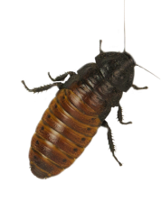 Barata de Madagascar